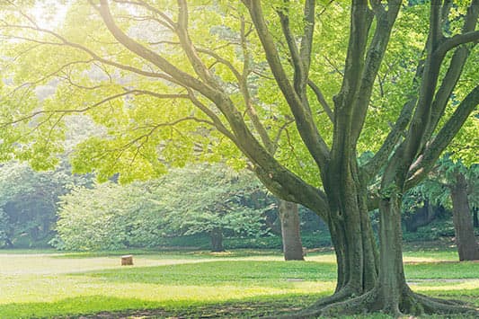 公園の木々