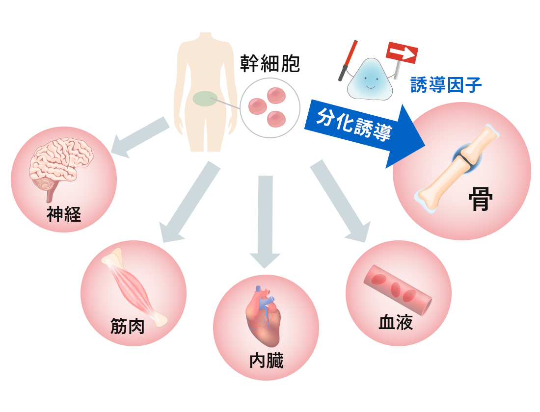 幹細胞の分化誘導