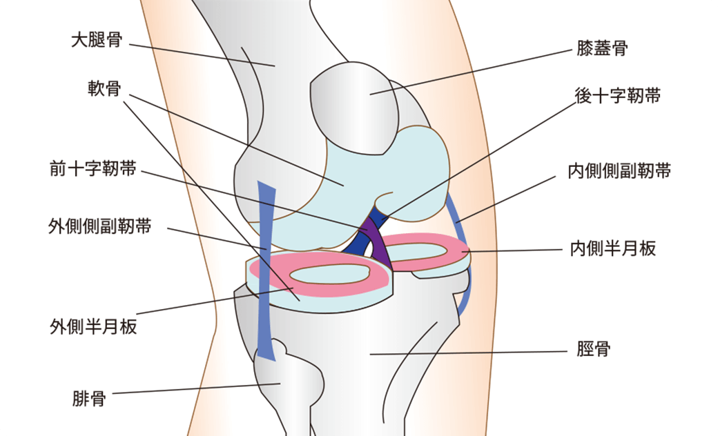 図：ひざ周辺の部位