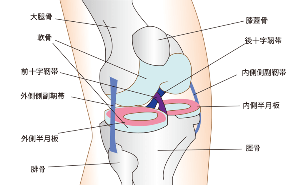 半月板損傷・半月板断裂に対する再生医療・幹細胞治療 | リペアセル 