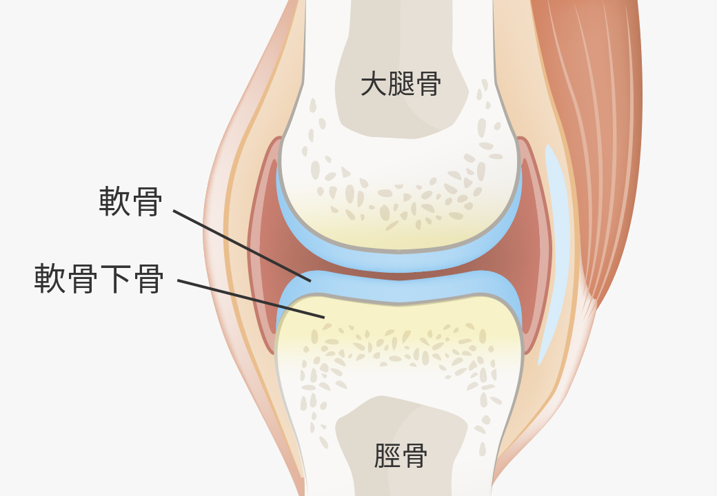 分化誘導による関節の再生医療