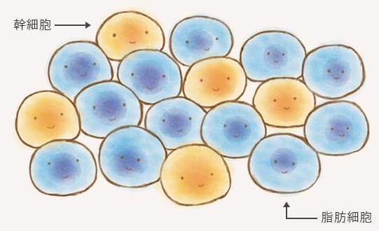 幹細胞と脂肪細胞
