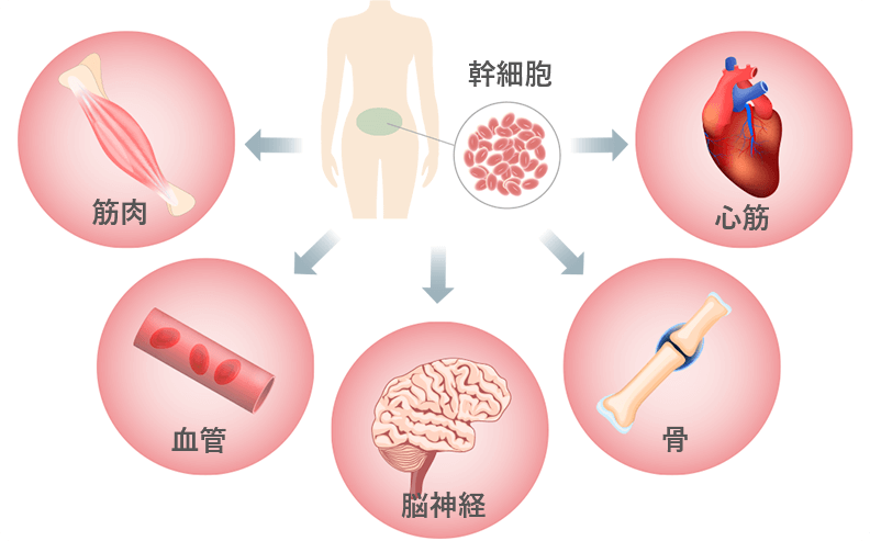 幹細胞は筋肉、血管、脳神経、骨、心筋になり得る細胞