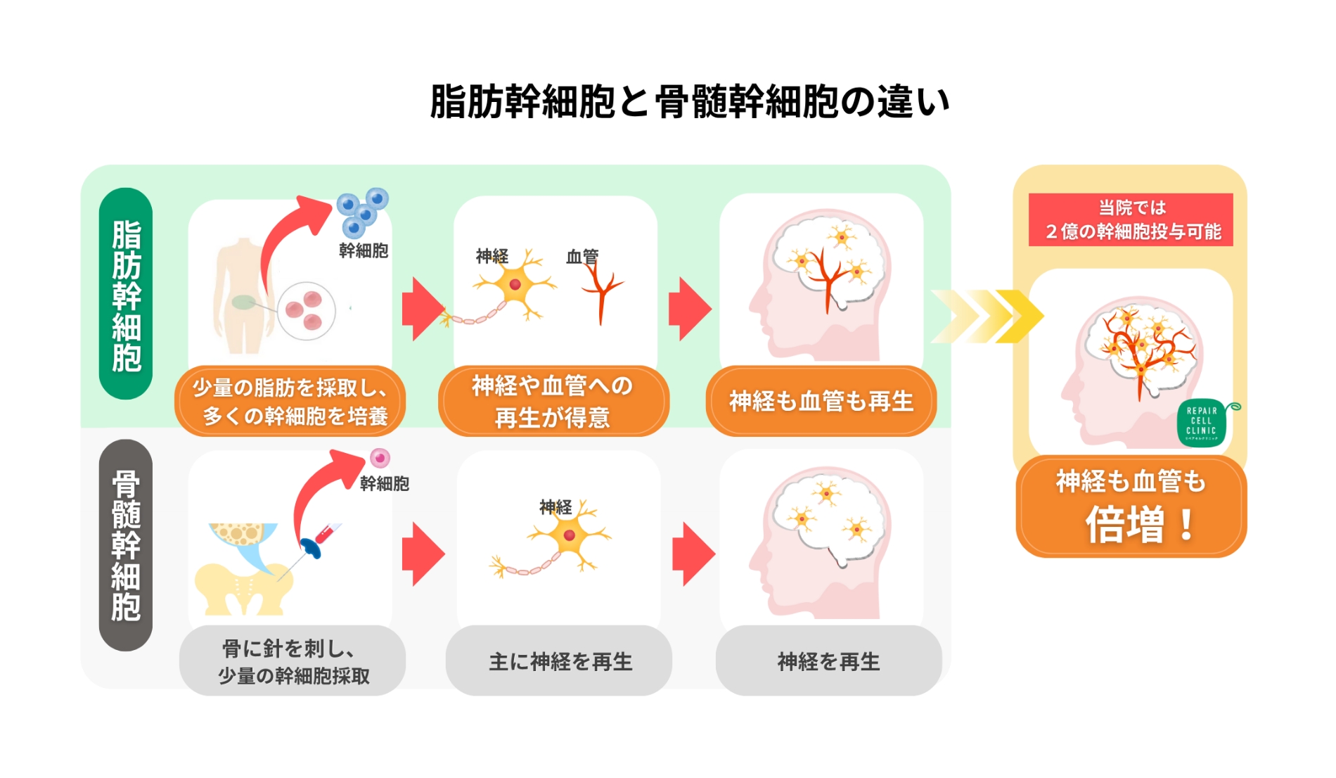 脂肪幹細胞と骨髄幹細胞の違い