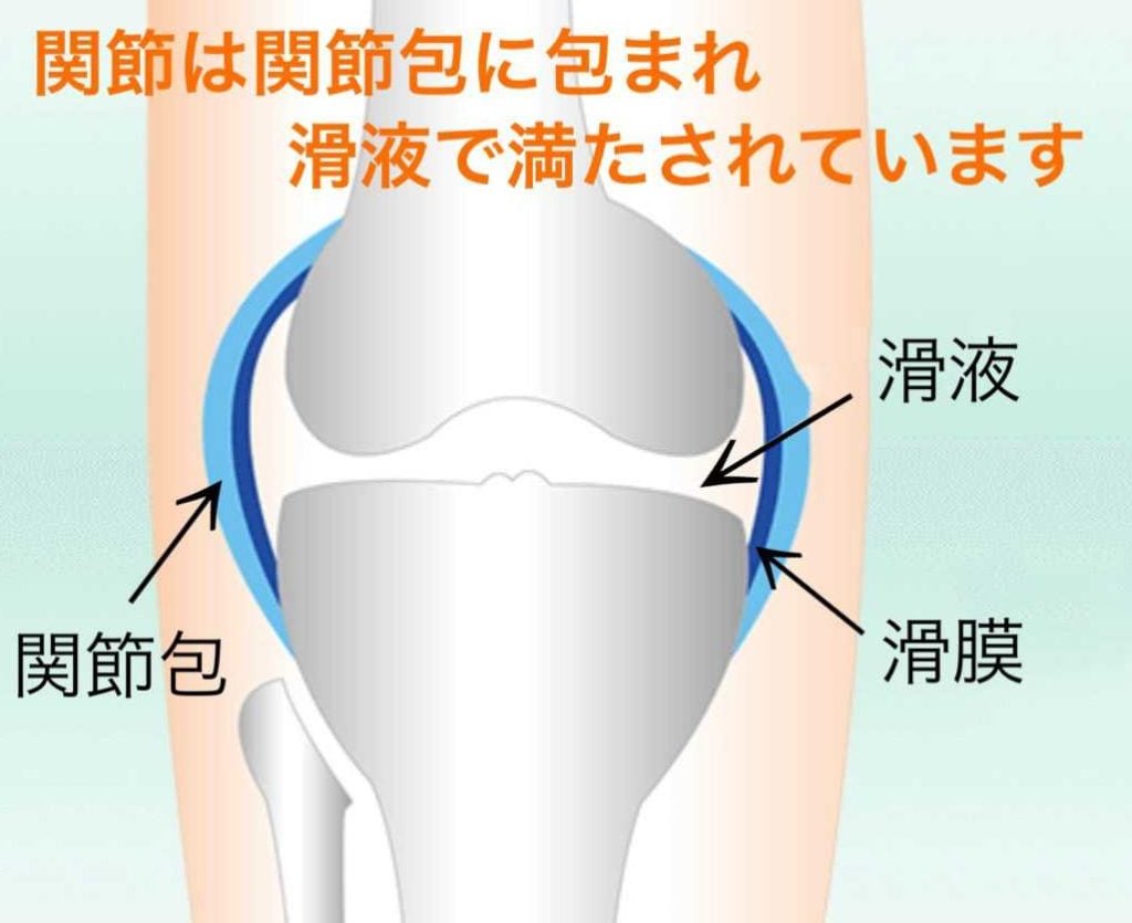 膝関節の仕組み