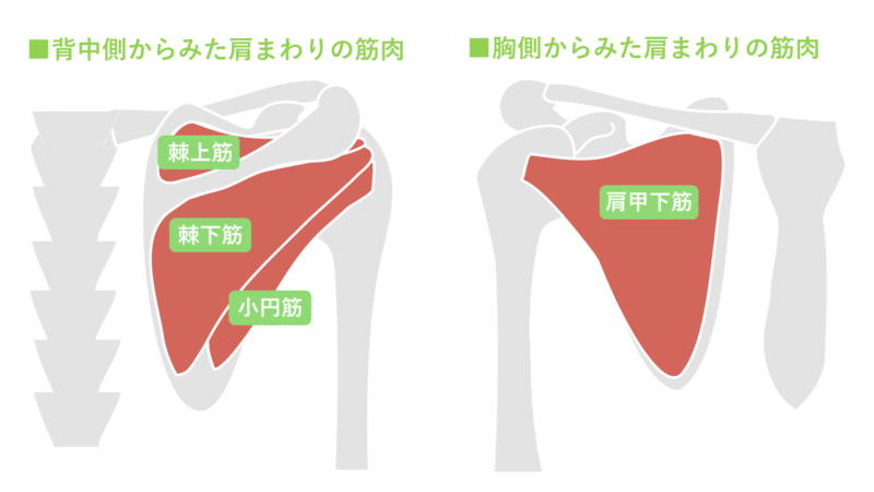 腱板損傷画像