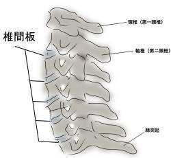 頸椎椎間板の解説図