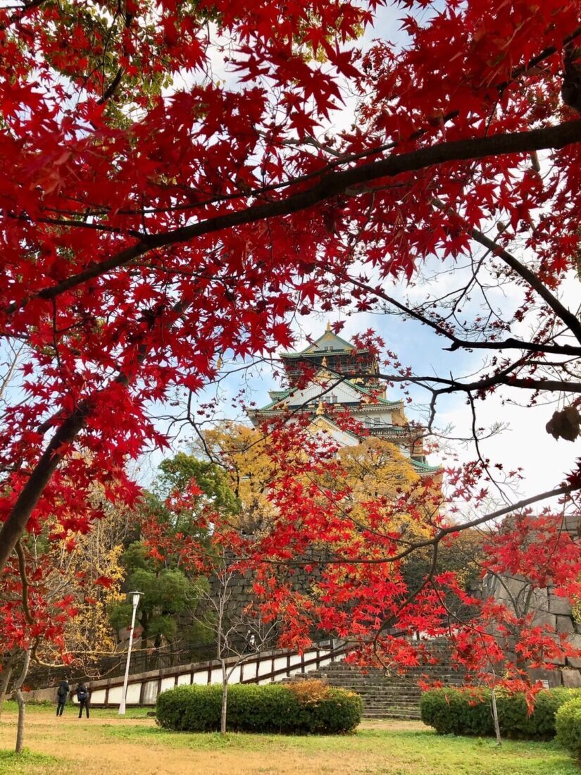 紅葉（コウヨウ）と、紅葉（モミジ）の違いって？ | リペアセル 