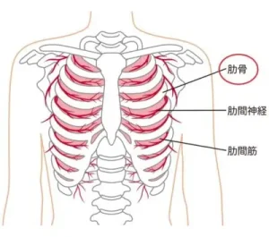 肋骨の画像