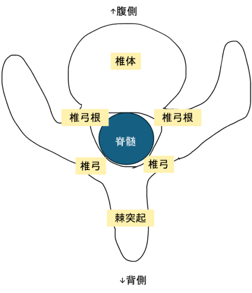 脊椎損傷解剖図