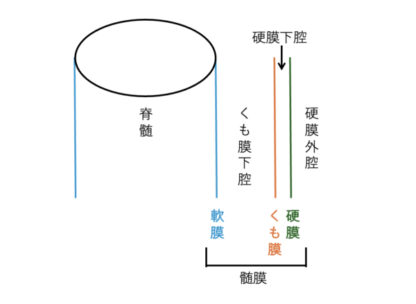 脊髄の解剖図