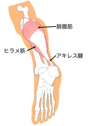 アキレス腱の画像