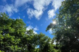 sunlight filtering through trees