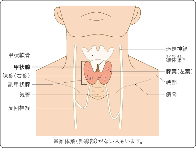 甲状腺がんはどんな病気？治療後の合併症や後遺症について詳しく解説