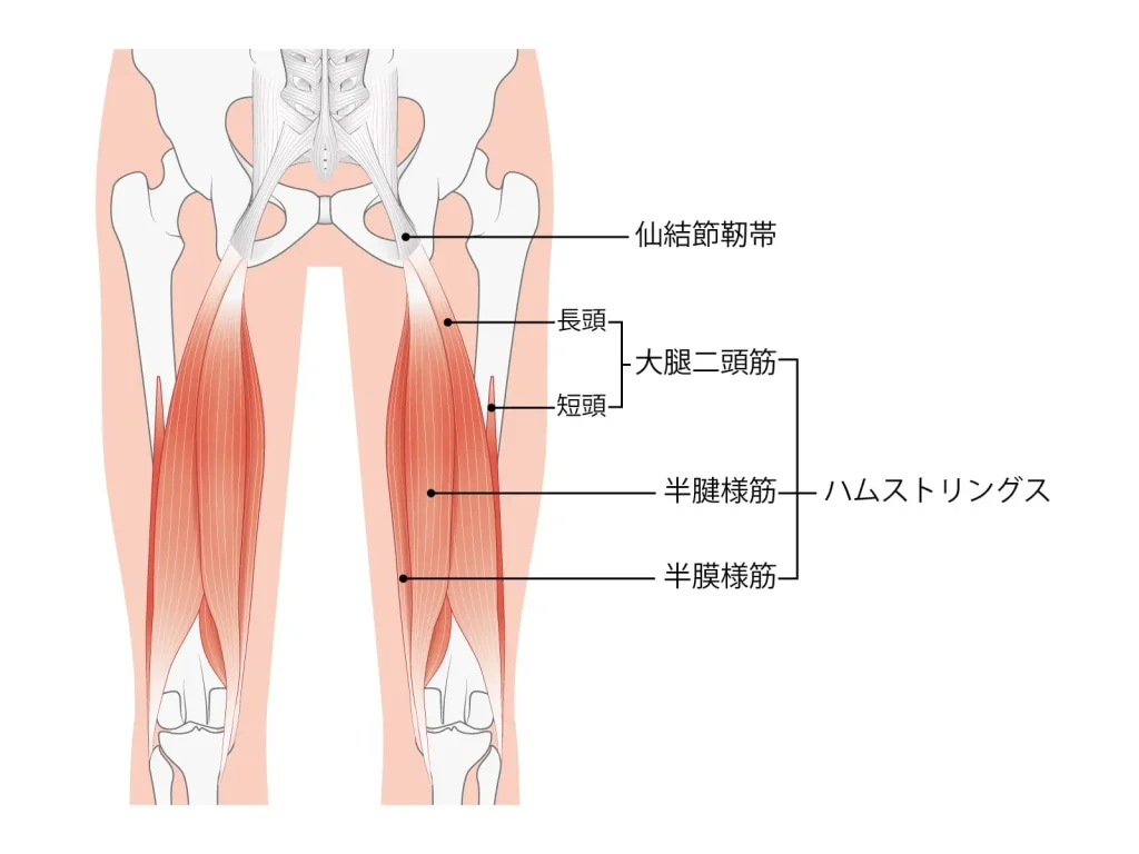 太ももの筋肉