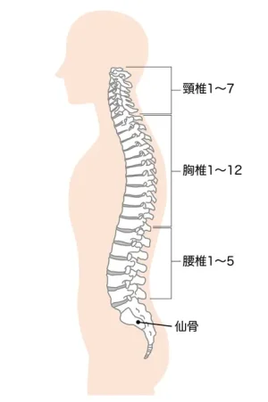 胸椎椎間板ヘルニア