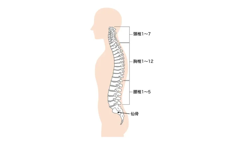 背骨 頸椎