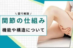 関節の仕組み