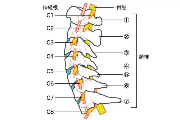 頚椎図