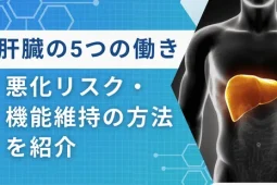 肝臓の働き