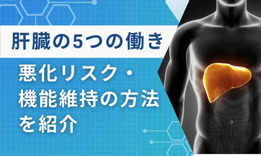 肝臓の働き