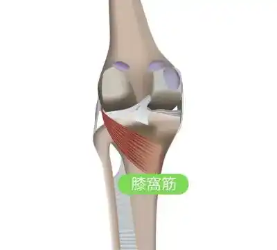 膝の裏が痛い