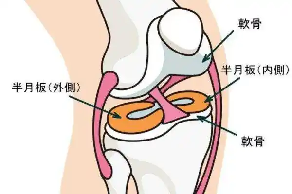 膝の裏が痛い