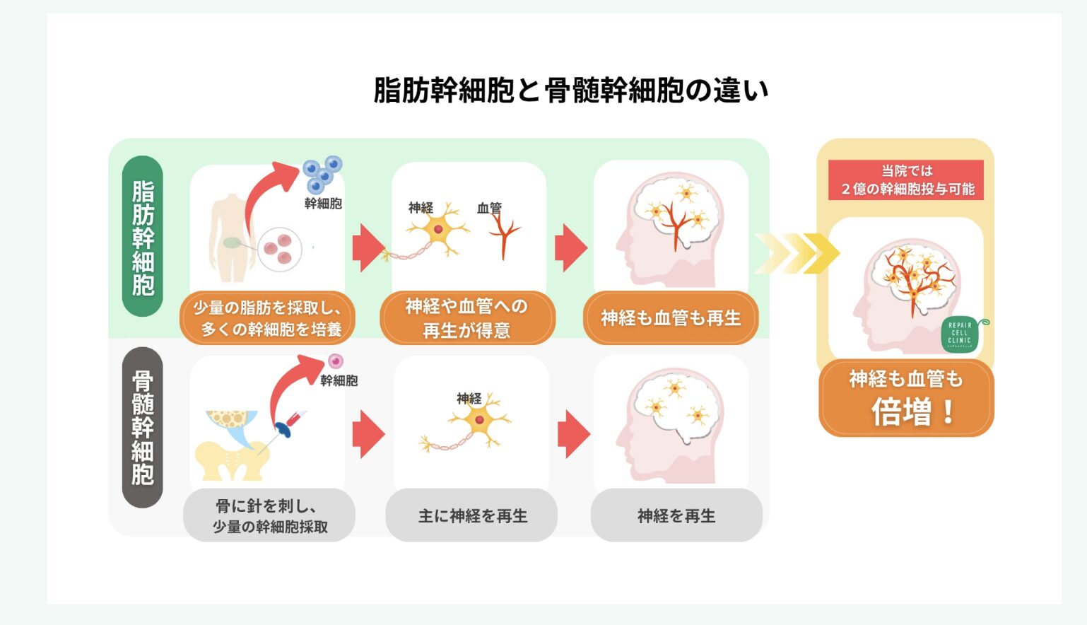 脂肪幹細胞と骨髄幹細胞の違い