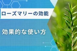 ローズマリー 効能