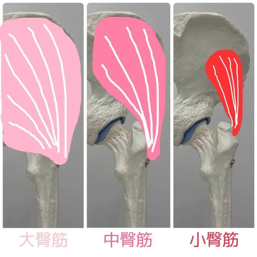 おしりの筋肉とは？3つの筋肉とその役割