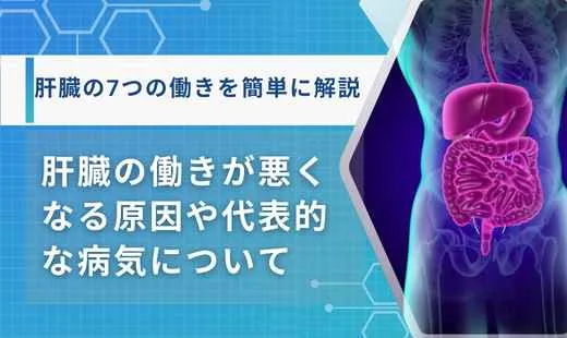 肝臓の働き