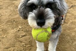 犬