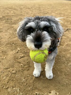 犬