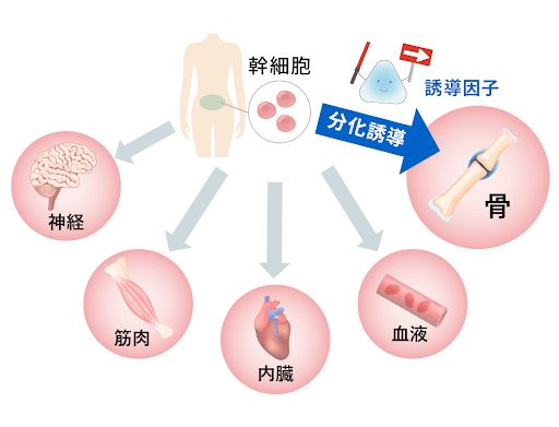 分化誘導