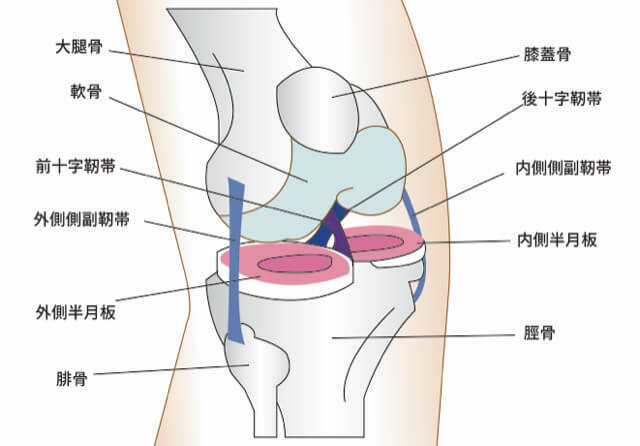 膝の靭帯損傷における診断や治療法について リペアセルクリニック東京院
